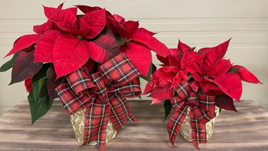 Présentation du poinsettia de la levée de fond 2025
