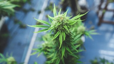 Cannabis, Sûreté du Québec