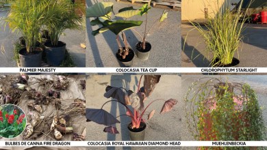 Concours plantes tropicales - Ville de Sorel-Tracy